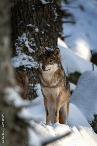 Pack of wolf in the winter s forest. Eurasian wolf are relaxing in the wood. European wildlife.