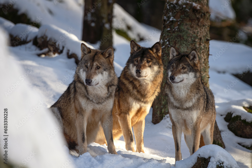 Fototapeta premium Pack of wolf in the winter's forest. Eurasian wolf are relaxing in the wood. European wildlife.