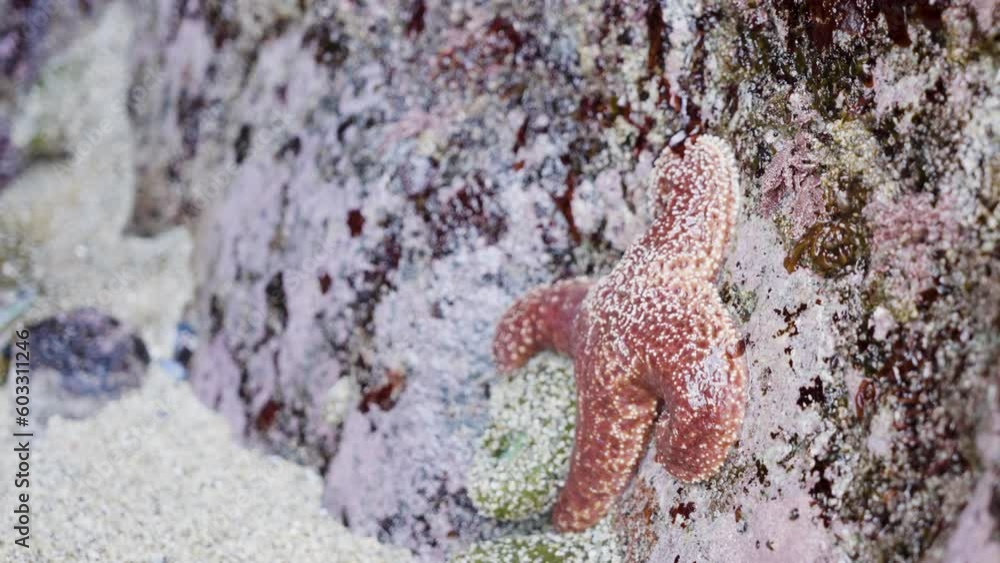 starfish on a rock at low tide on the beach starfish on a rock at low tide on the beach