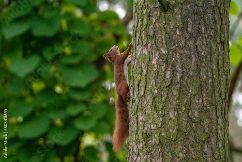 Ruda wiewiórka na sośnie © Michał Kurzątkowski