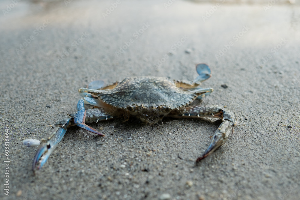 Blue crab floating on the beach. floating crabs at low tide Blue crab floating on the beach. floating crabs at low tide