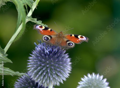 Peacock butterfly on thistle flower