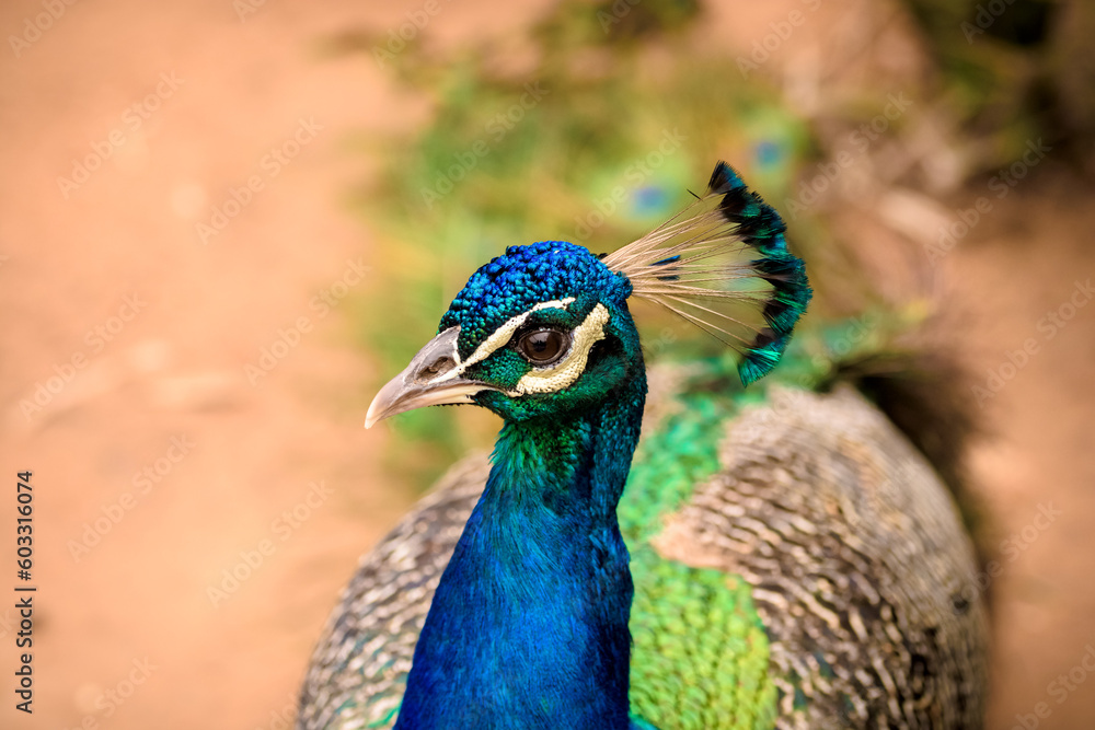 Male Peacock, Indian Peacock, Blue Peacock male Male Peacock, Indian Peacock, Blue Peacock male