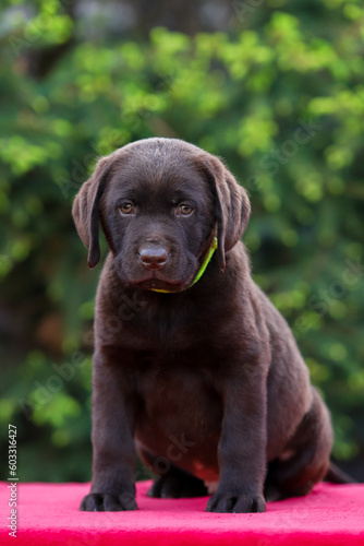 Chocolate puppy labrador retriever on a walk © Игорь Олейник