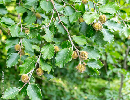 Fotografía beech nuts