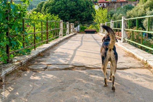 Back view of a street dog in Birgi which is a small town located in the Odemiş district of Izmir province in Turkey