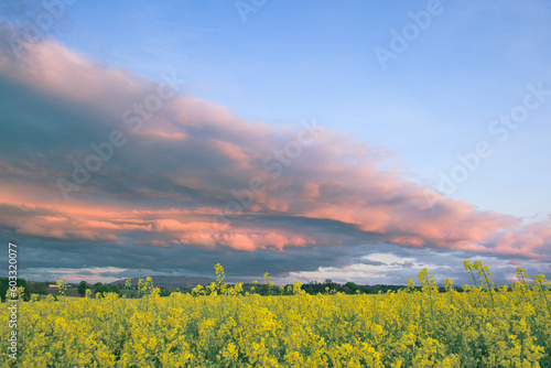 colorful clouds over rapeseed field, kolorowe chmury nad polem rzepaku photo