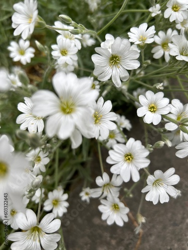 white flowers in the garden cute field of white flowers the boreal chickweed   © MariaTsy