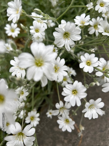 white flowers in the garden cute field of white flowers the boreal chickweed  