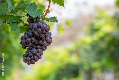 Grape harvest, Vineyards at sunset in autumn harvest ripe grapes in fall, Vineyard with ripe grapes in countryside at sunset, Nature background with Vineyard in autumn harvest. Ripe grapes in fall.