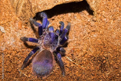 Brazilian blue tarantula (also known as Pterinopelma Sazimai) in its habitat