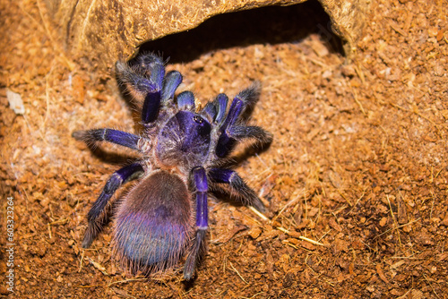 Beautiful brazilian blue tarantula (aka Pterinopelma Sazimai) in its habitat, spider photo