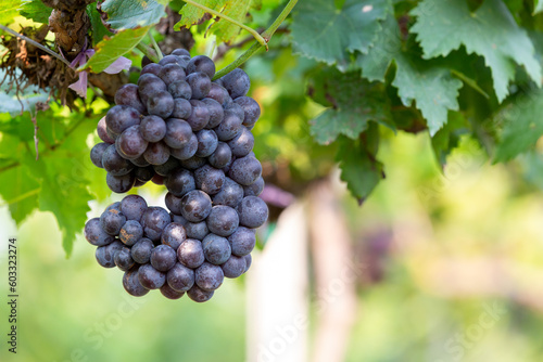 Grape harvest, Vineyards at sunset in autumn harvest ripe grapes in fall, Vineyard with ripe grapes in countryside at sunset, Nature background with Vineyard in autumn harvest. Ripe grapes in fall.