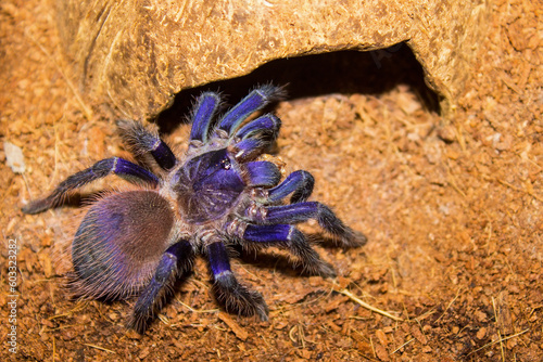 Beautiful spider, brazilian blue tarantula (aka Pterinopelma Sazimai) in its habitat