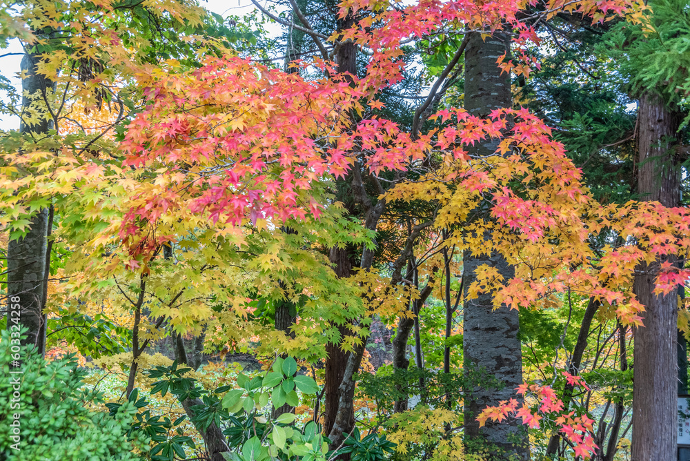 大沼国定公園の紅葉 大沼国定公園の紅葉