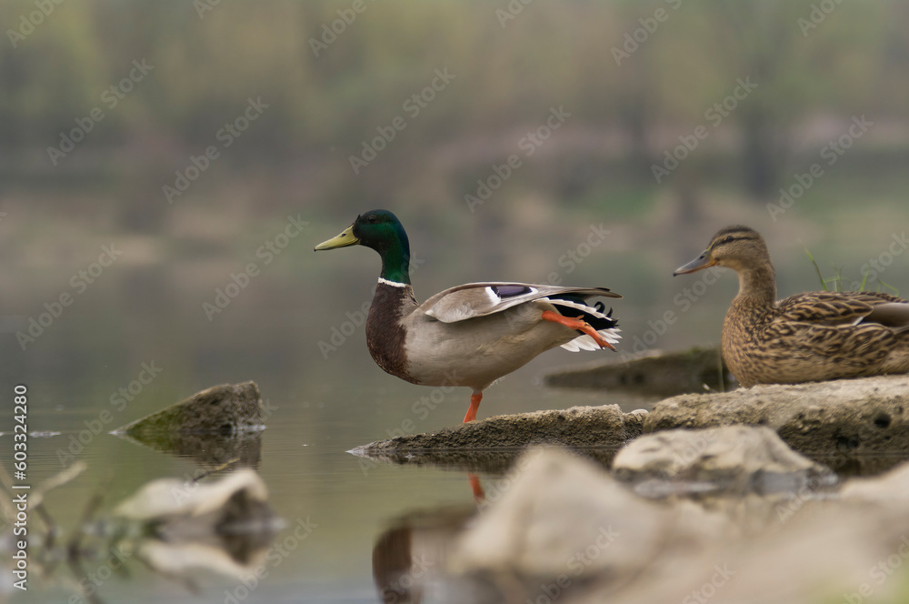 Two Mallards (Anas Platyrhynchos) Standing on the River Bank – Photograph Two Mallards (Anas Platyrhynchos) Standing on the River Bank – Photograph