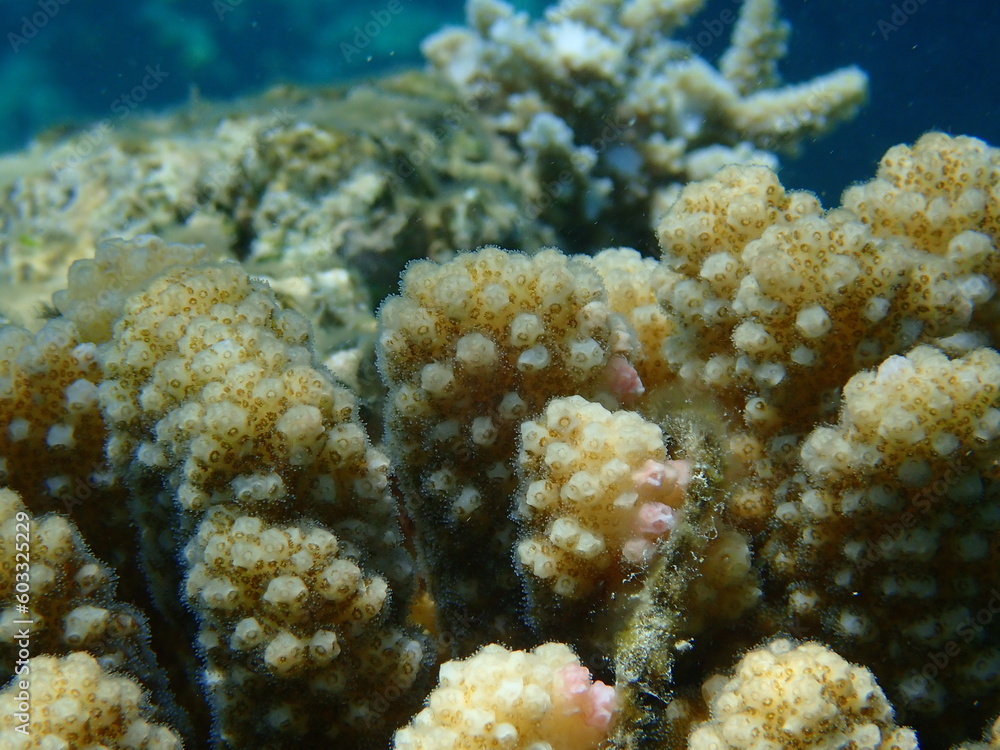 Fototapeta premium Stony coral rasp coral, or cauliflower coral, knob-horned coral (Pocillopora verrucosa) close-up undersea, Red Sea, Egypt, Sharm El Sheikh, Nabq Bay 
