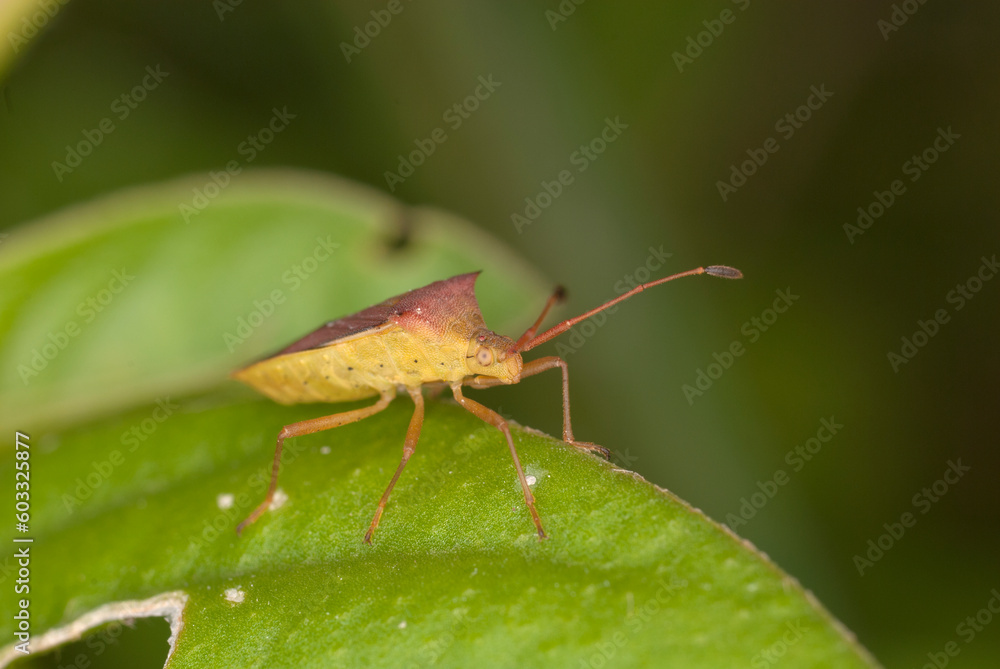Green shield bug on a green leaf, India. Green shield bug on a green leaf, India.