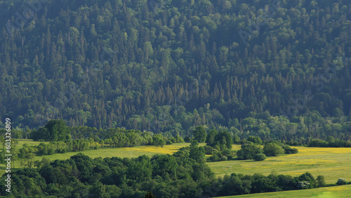 Fototapeta Naklejka Na Ścianę i Meble -  Krajobraz niskich gór i lasów w Bieszczadach.