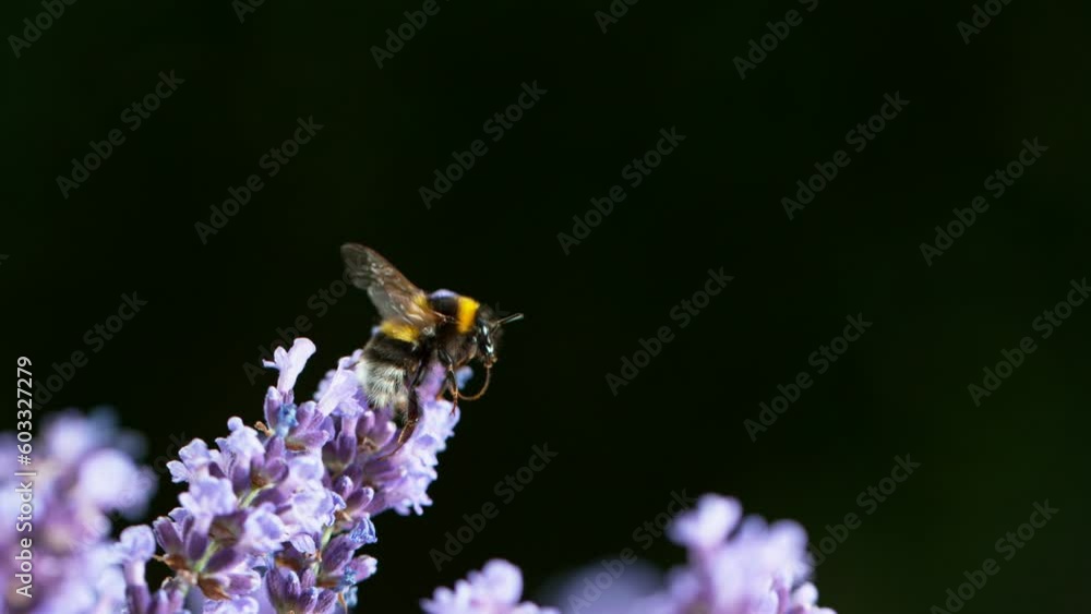 Close up of bumble-bee flying and collecting nectar pollen around garden lavender flowers. Super slow motion filmed at 1000 fps. Close up of bumble-bee flying and collecting nectar pollen around garden lavender flowers. Super slow motion filmed at 1000 fps.