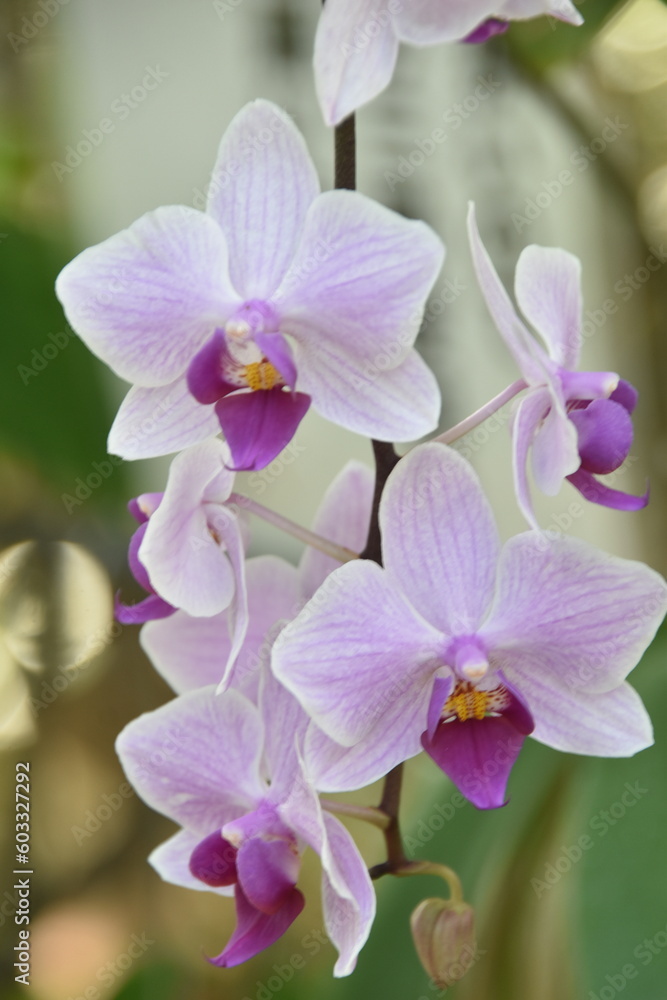 FlowerPetalWhitePurpleSpringUp-4 FlowerPetalWhitePurpleSpringUp-4