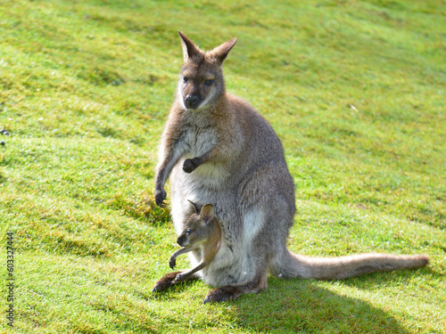 Red-necked wallaby or wallaby of Bennett (Macropus rufogriseus) and its joey in the pocket photo