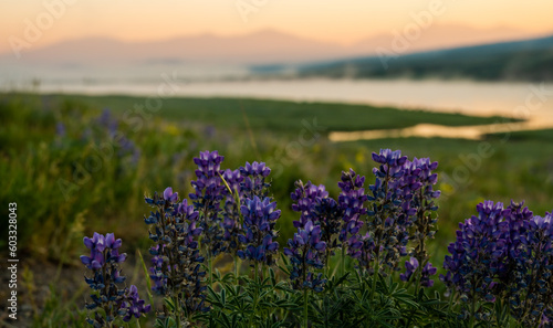 Brilliant Purple Lupine Grow In Hayden Valley With The Yellowstone River In The Distance