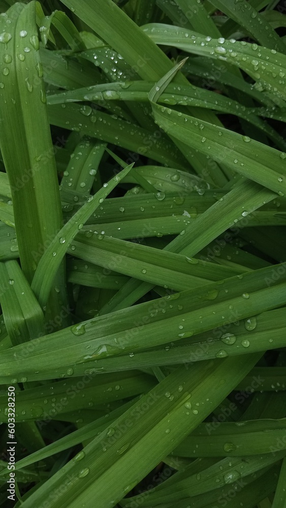 grass with dew drops