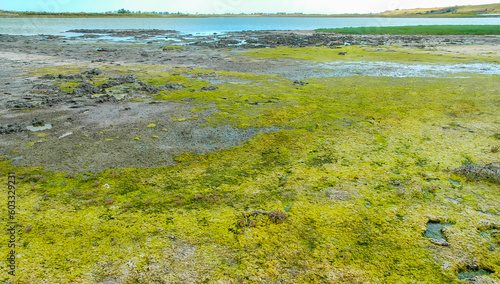 Green algae in the tidal zone and puddles on the shore of the Tiligul estuary, Ukraine