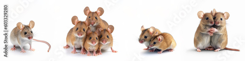 Animals pets mouses banner panorama long - Collection of funny cute lying, sitting brown white mouse (mus) family with baby, isolated on white background, Generative Ai © Corri Seizinger