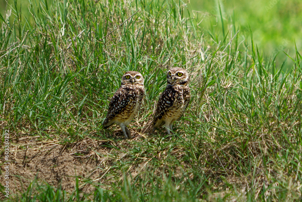 two owl are in the grass. looking side and at me you two owl are in the grass. looking side and at me you