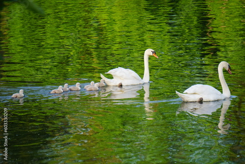 Schwanenfamilie
