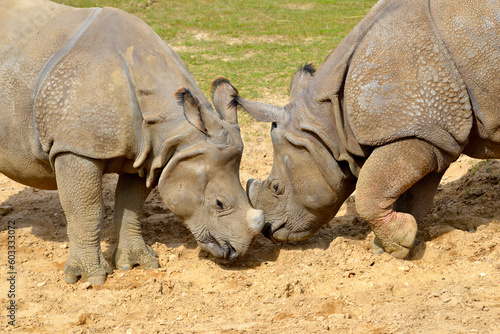 Closeup two Indian rhinoceros  Rhinoceros unicornis  seen from profile  muzzle against muzzle