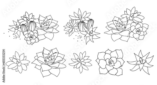 Cacti and succulents. Set of vector illustrations. Line art.