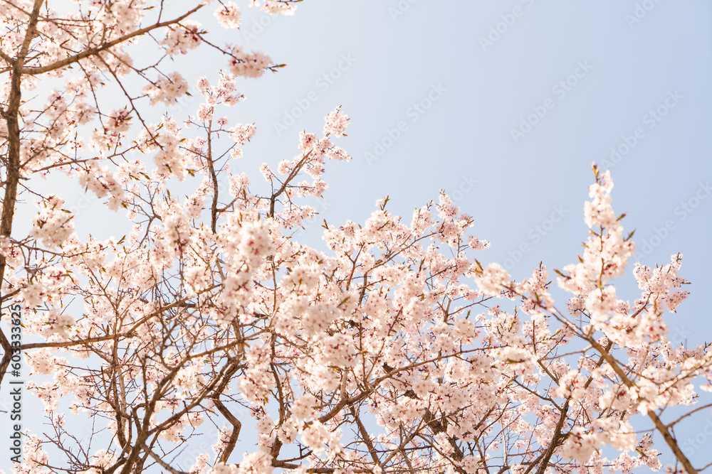 Blooming white trees