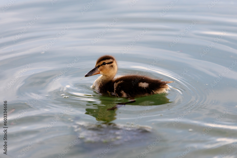 common duck hatchling swimming in a pond common duck hatchling swimming in a pond