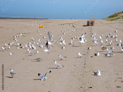 Black-headed gulls (Chroicocephalus ridibundus - winter plumage) on the beach and in flight (winter plumage) on a Somme beach in France