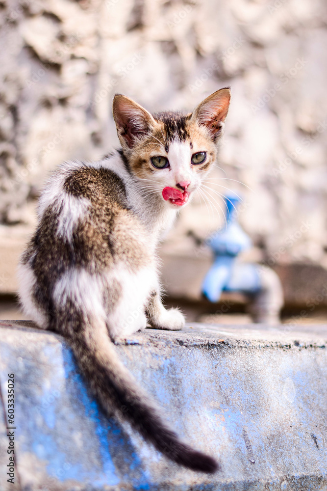 Obraz premium cute kitten in playful mode