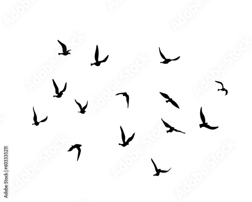 birds in the sky © gltekin