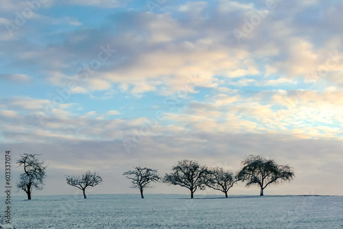 Baumreihe mit winterlichem Himmel