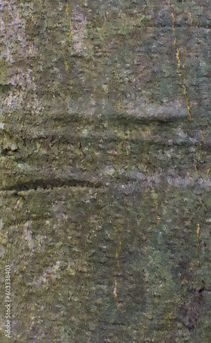 Details of the bark of pongamia pinnata photo
