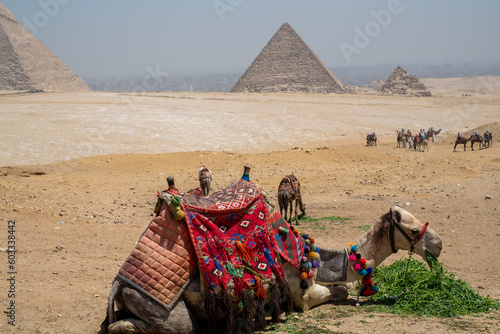 Alone camel eating in front of the Pyramids of Giza in Egypt