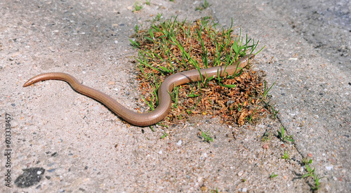 Beautiful shiny brown blindworm or slow worm enjoying the warm sun on the pavement in Denmark
