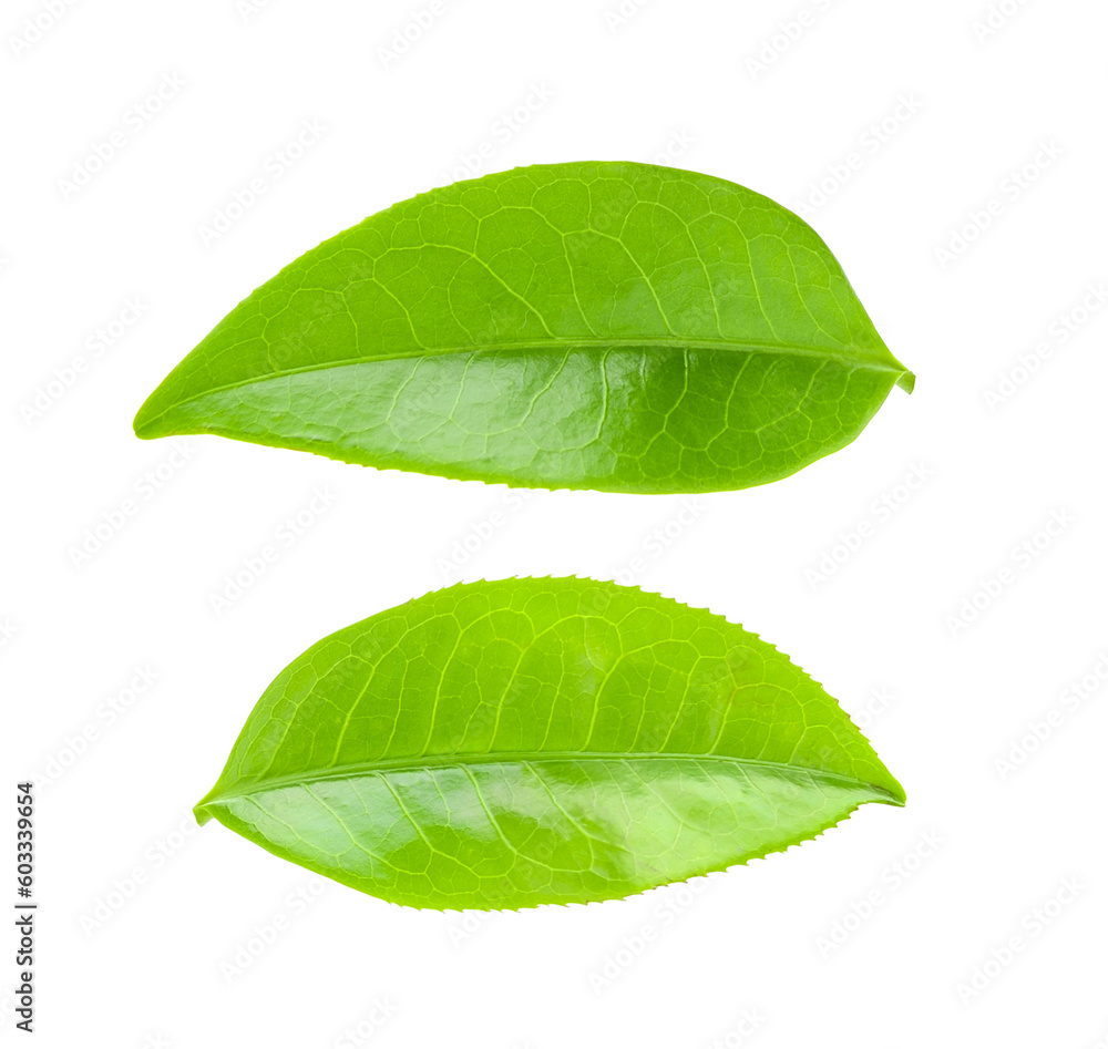 tea leaves on transparent png tea leaves on transparent png