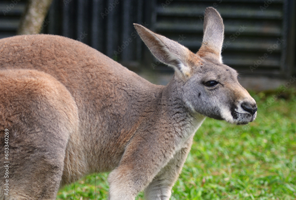 Australian Animal - Kangaroo Potrait