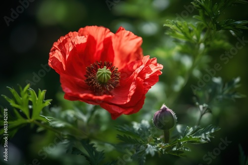 beauty and delicacy of a red poppy bush