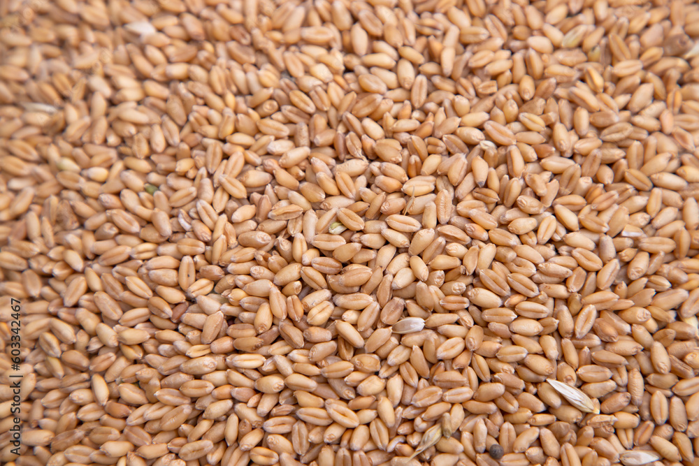 wheat grains seeds pattern Texture can be used as a Background wallpaper wheat grains seeds pattern Texture can be used as a Background wallpaper