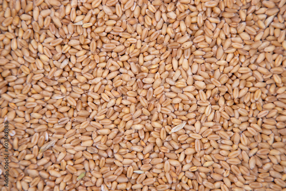 wheat grains seeds pattern Texture can be used as a Background wallpaper wheat grains seeds pattern Texture can be used as a Background wallpaper