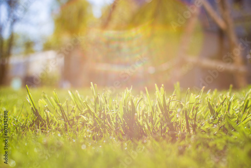 Fresh green grass on a sunny summer day close-up. Beautiful natural rural landscape with a blurred background for nature-themed design and projects