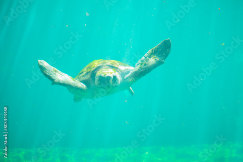 a magnificent huge sea turtle in full face swims in the sea water among the penetrating sunbeams